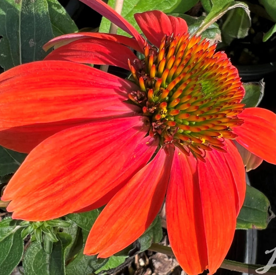 Echinacea x hybrida Artisan™ 'Red Ombre' (orange/red)
