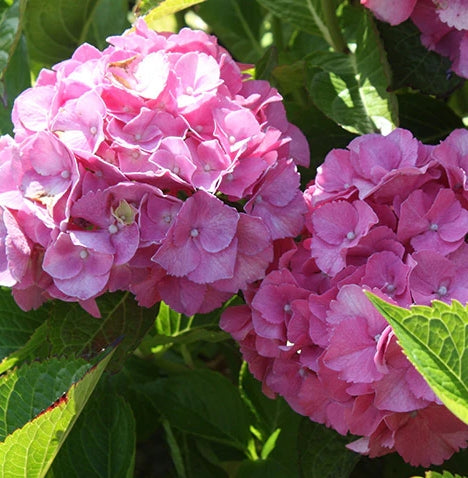 Hydrangea m. 'Masja' (red)