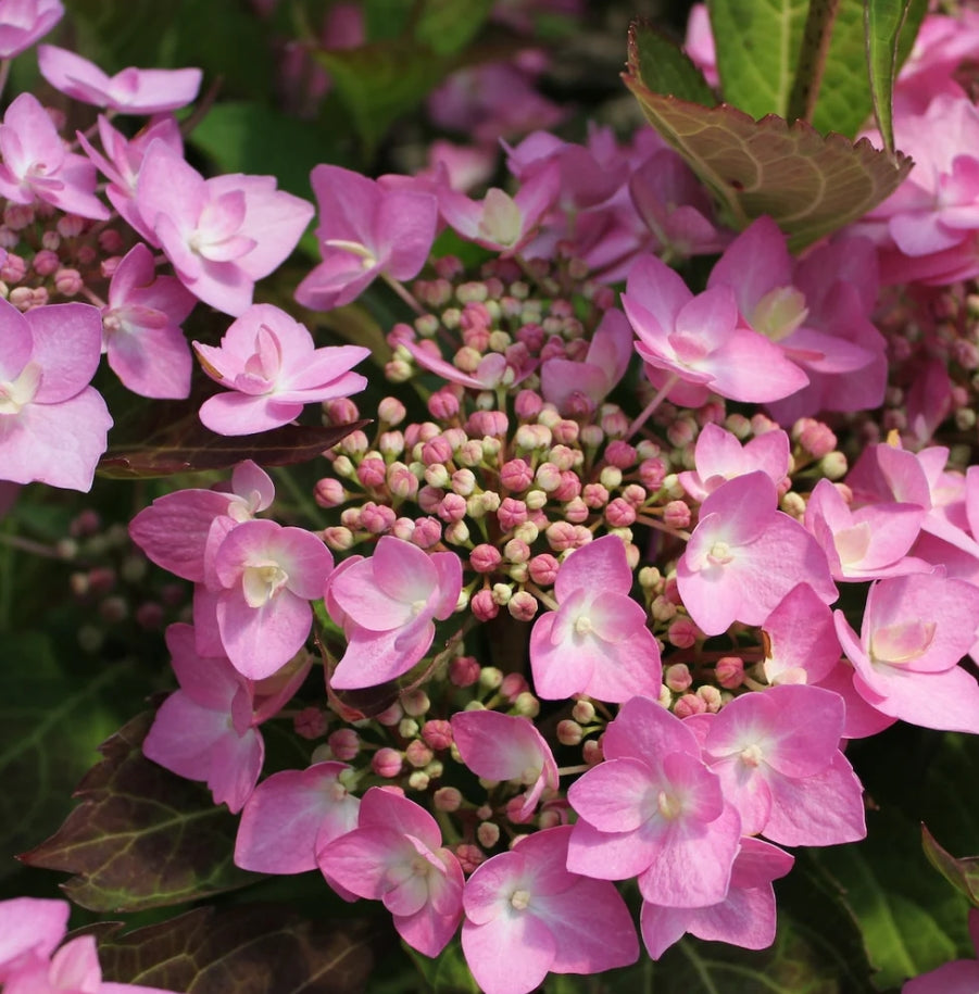 Hydrangea m. LET'S DANCE Can Do® PP32548 PW (pink)