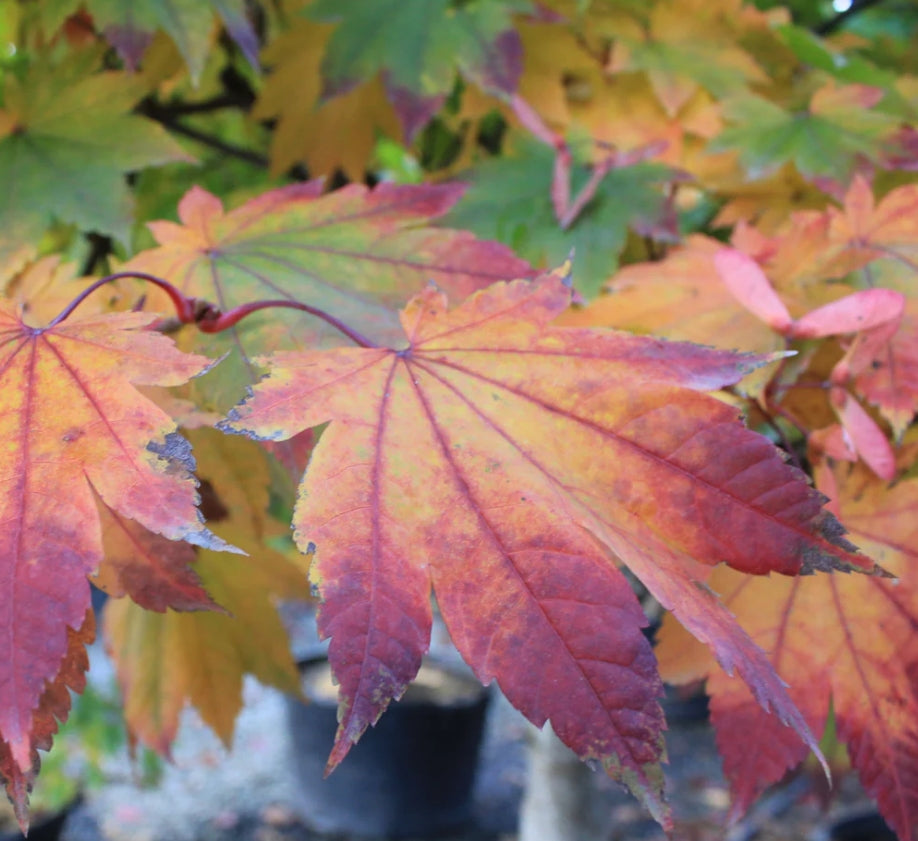 Acer japonicum 'Itaya' (BBP)