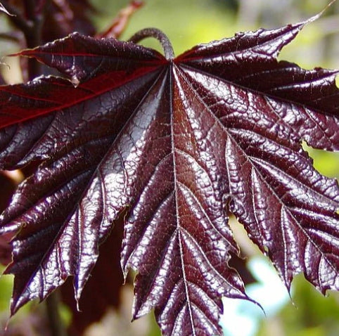 Acer pl. 'Crimson King'