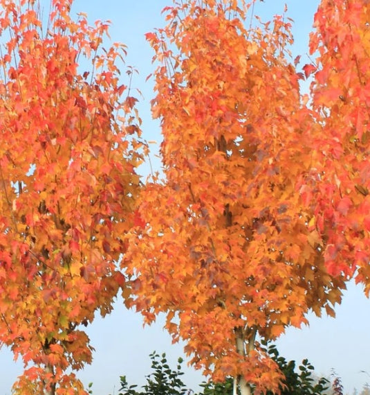 Acer r. 'Bowhall' (Columnar) (CG)