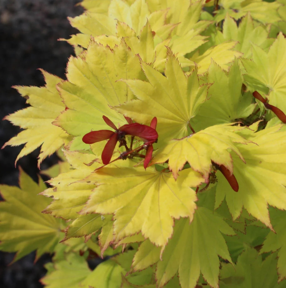 Acer japonicum 'Aureum' (CG)