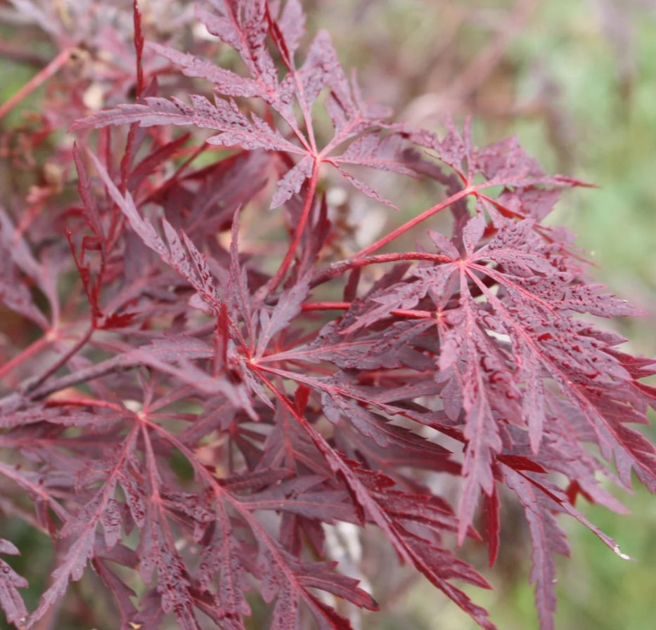 Acer pd. 'Red Dragon' (CG)