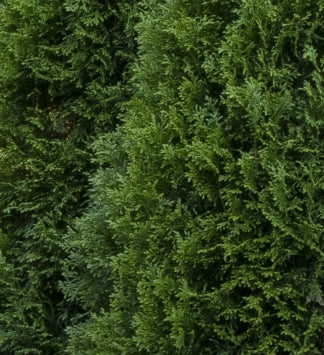 Thuja occ. 'Emerald Green', 4 Ball (CG)