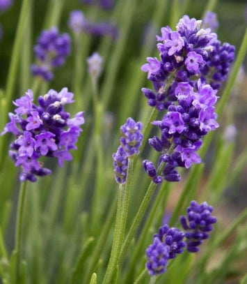 Lavandula ang. 'Thumbelina Leigh' PP15231