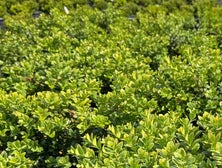 Buxus s. 'Vardar Valley'
