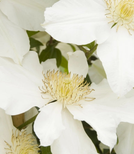 Clematis 'Toki' (white)