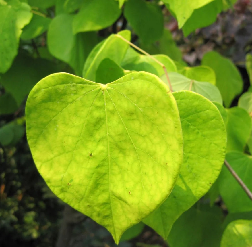 Cercis can. 'Hearts of Gold' PP17740 (purple)