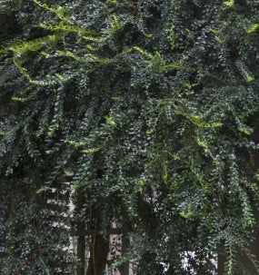 Azara Microphylla