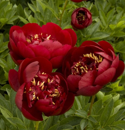 Paeonia 'Buckeye Belle' (red)