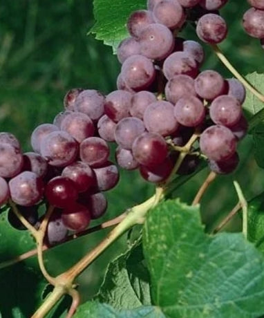 Grape, Vitis labrusca 'Catawba'