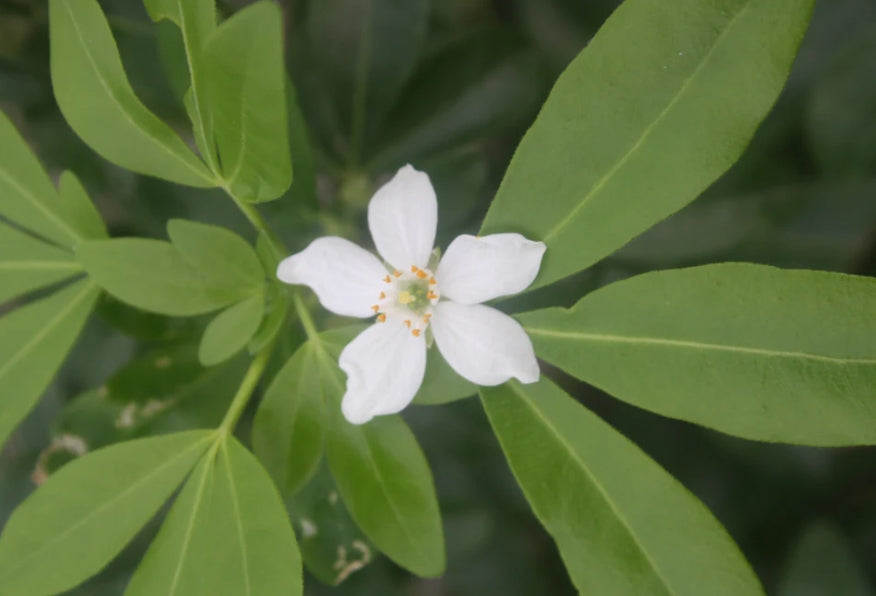 Choisya ternata 'Aztec Pearl'