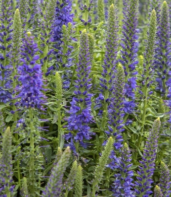 Veronica pd. 'Vespers'