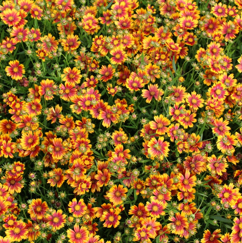 Coreopsis LI'L BANG™ 'Daybreak' PP27138 (orange/yellow)