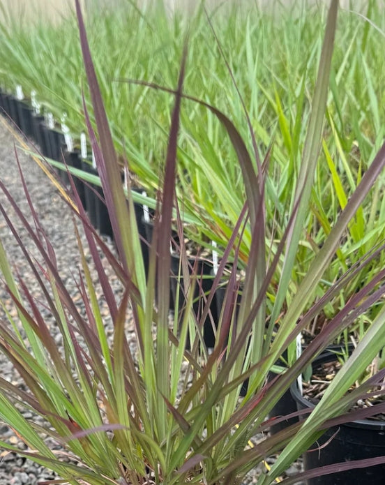 Grass, Andropogonc g. 'Dancing Wind' PP26892