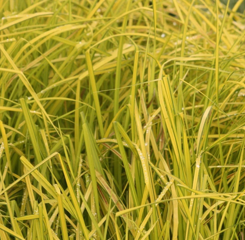 Grass, Carex e. 'Bowles Golden'