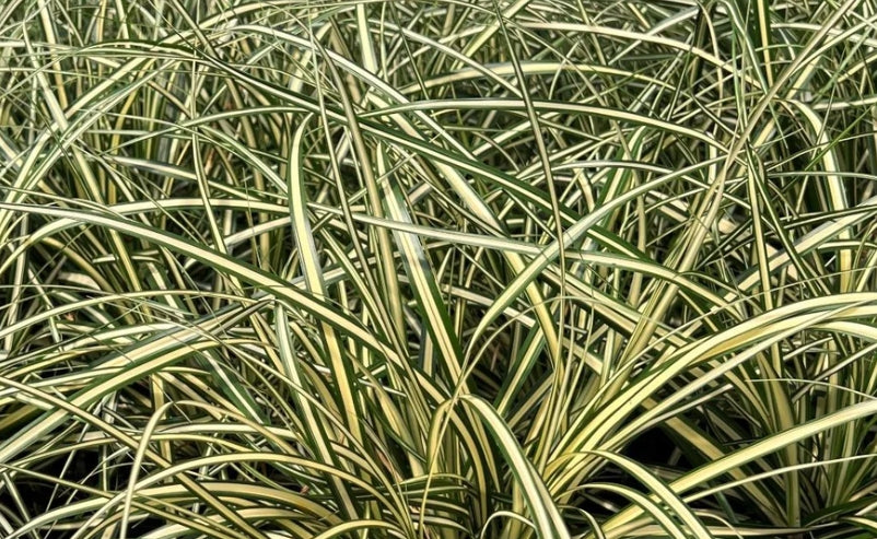 Grass, Carex hachijoensis 'Evergold'