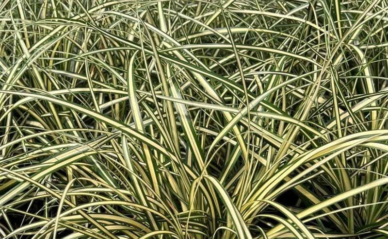 Grass, Carex hachijoensis 'Evergold'