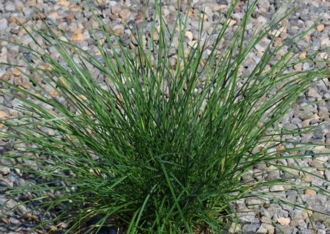 Grass, Deschampsia c. 'Goldschleier'