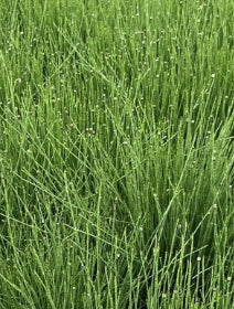 Grass, Equisetum scirpoides