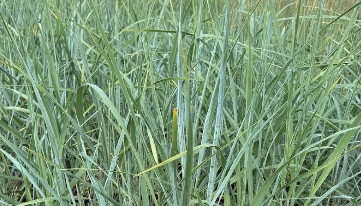 Grass, Leymus mollis (Elymus)