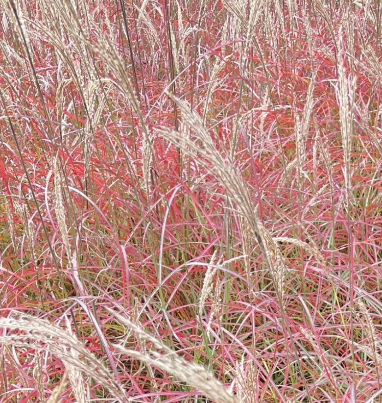 Grass, Miscanthus sin. 'Little Miss'
