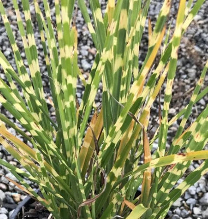 Grass, Miscanthus sin. 'Strictus'