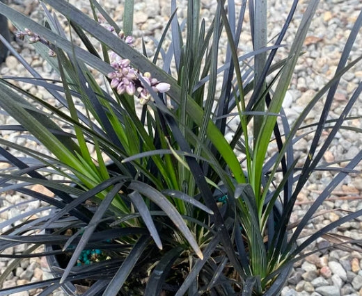 Grass, Ophiopogon plan. 'Nigrescens'