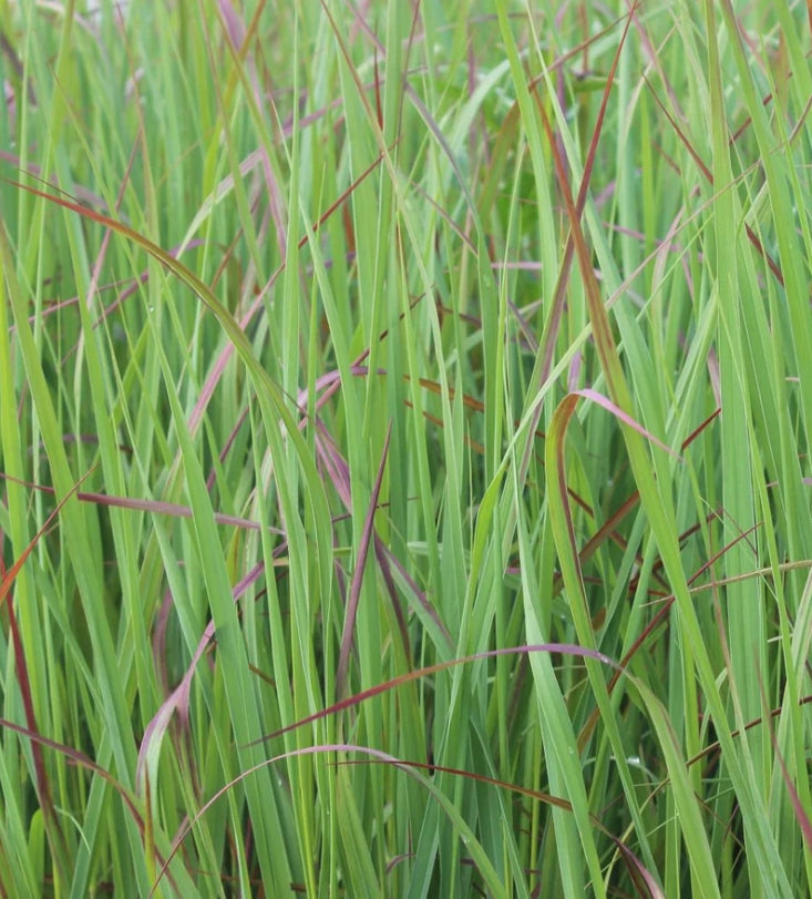 Grass, Panicum v. 'Prairie Flame'