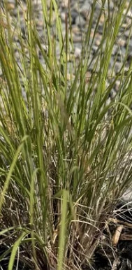 Grass, Muhlenbergia reverchonii 'UNDAUNTED®'