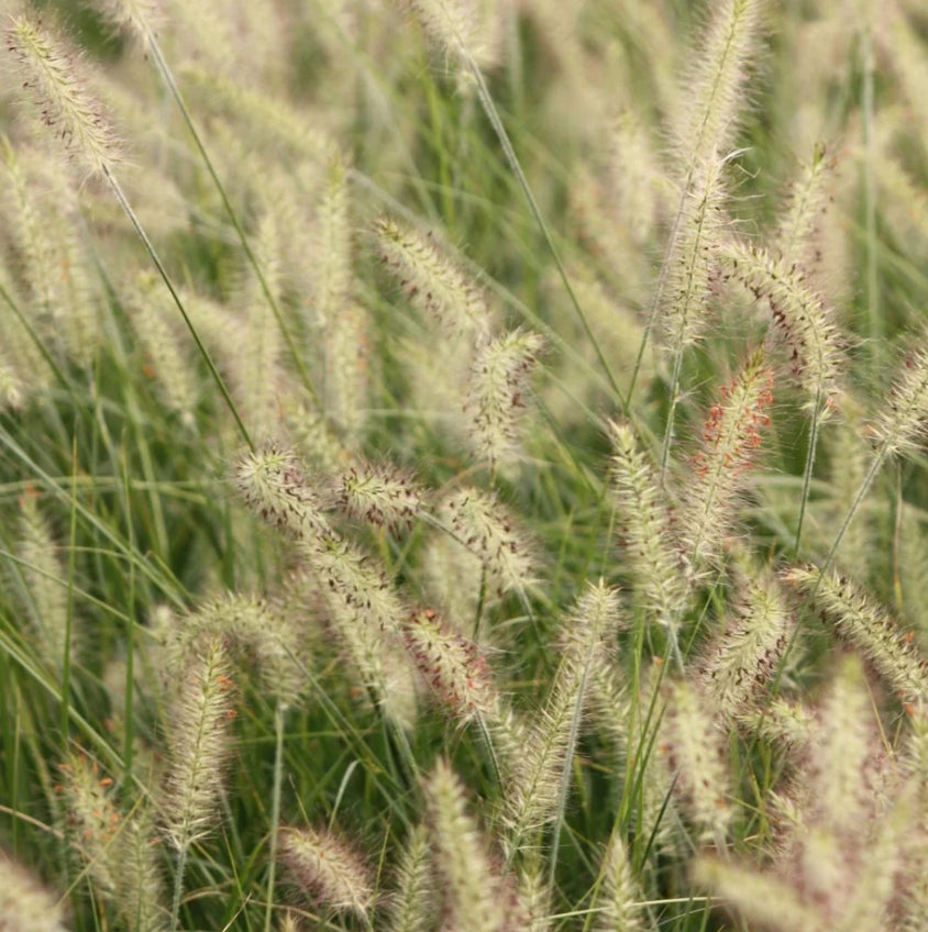 Grass, Pennisetum a. 'Hameln'