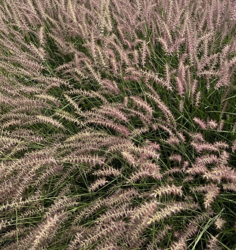 Grass, Pennisetum o. 'Karley Rose'