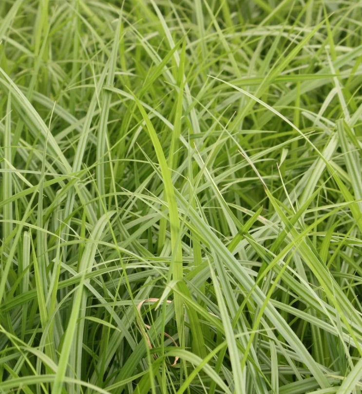 Grass, Scirpus microcarpus