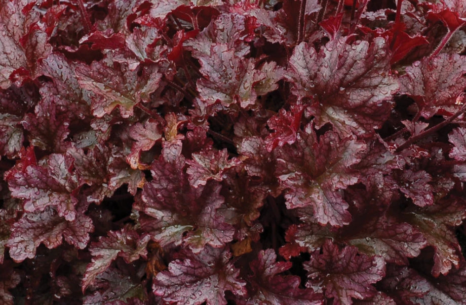 Heuchera 'Berry Marmalade' PP23285