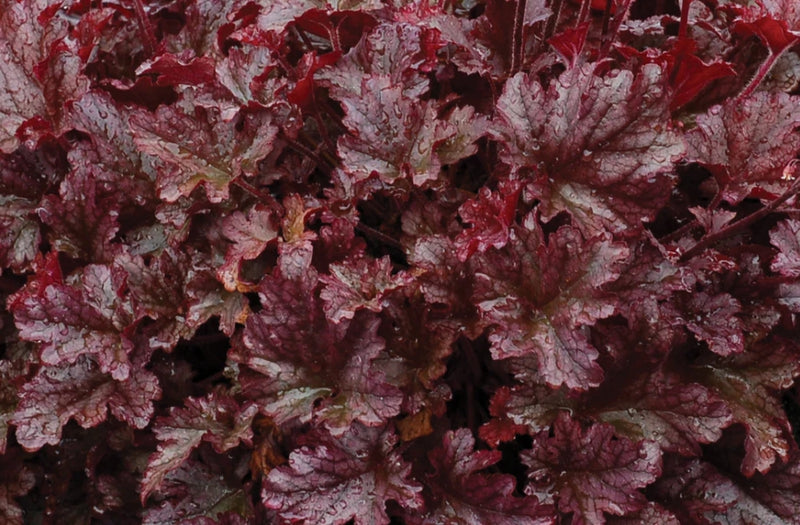 Heuchera 'Berry Marmalade' PP23285
