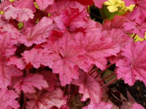 Heuchera 'Berry Smoothie' PP21871