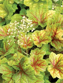 Heuchera 'Electra' PP21856