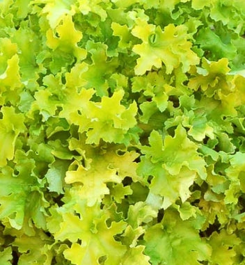 Heuchera 'Lime Marmalade' PP21,861