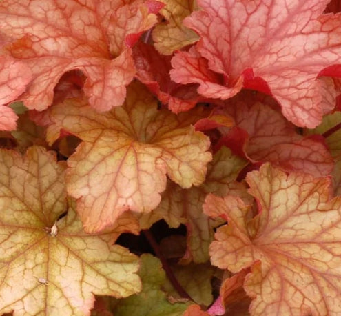 Heuchera 'Paprika' PPAF
