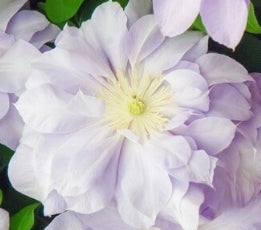 Clematis x 'Louise Rowe' (lavendar)