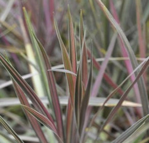 Cordyline australis 'Pink Stripe'