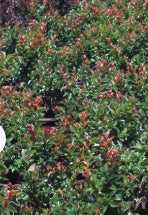 Lagerstroemia in. FIRST EDITIONS® 'Purple Magic' PP23906