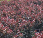 Lagerstroemia in. FIRST EDITIONS® 'Plum Magic' PP23960