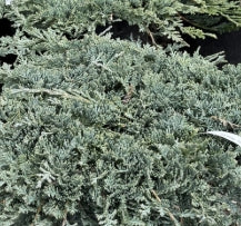 Juniperus horiz. 'Blue Ice'