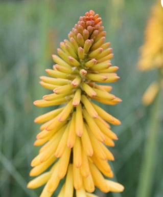 Kniphofia uvaria 'Echo Mango' PP21706 (orange)