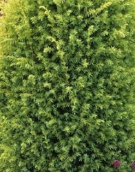 Juniperus com. 'Gold Cone' (CG)