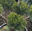 Juniperus chin. 'Sea Green', Pom Pom