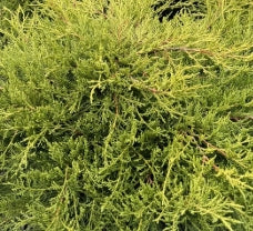 Juniperus chin. 'Gold Coast'®