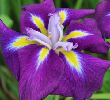 Iris x hollandica 'Purple Sensation' (dark purple)